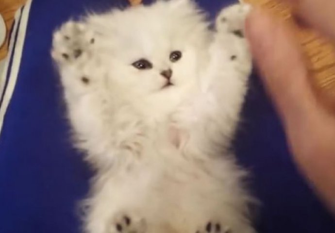 Perzijska maca - imitatorica pokreta koja će vas oduševiti