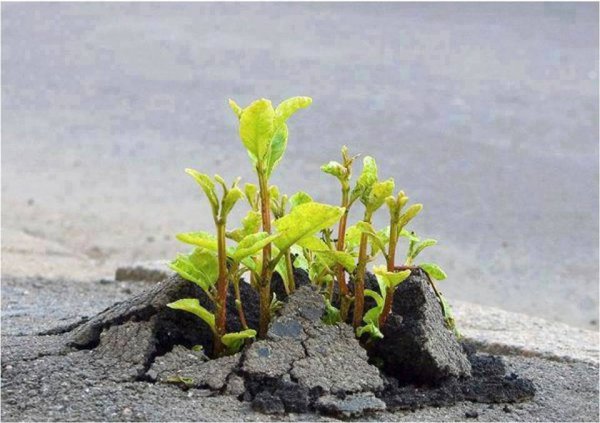 biljke-prkose-ljudima3 biljke-prkose-ljudima3