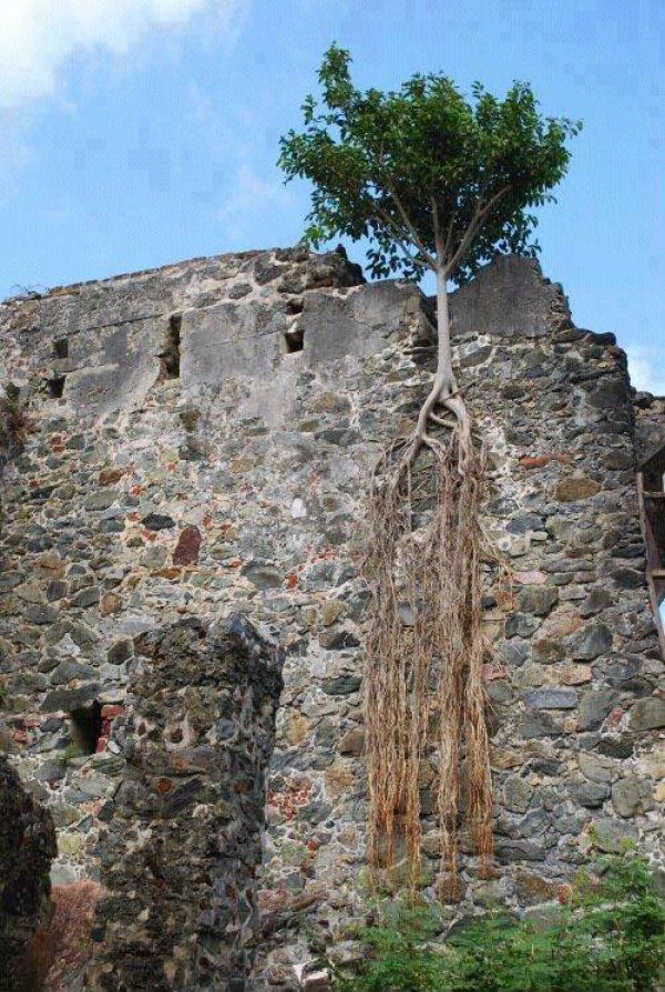 biljke-prkose-ljudima12 biljke-prkose-ljudima12