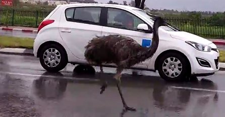 Nesvakidašnja scena: Ptica emu u jurnjavi automobila