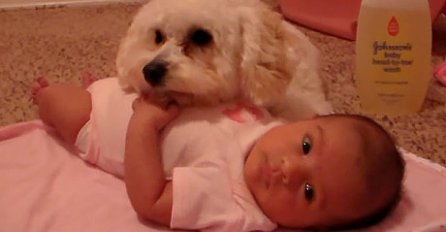 Preslatki pas pokušava zaštiti bebu od 'opasnog' usisivača