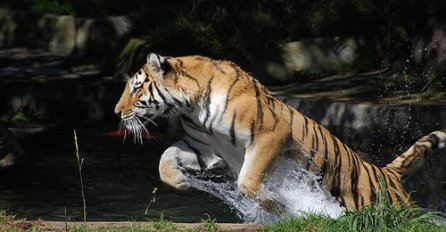 Tigar napada svoj plijen