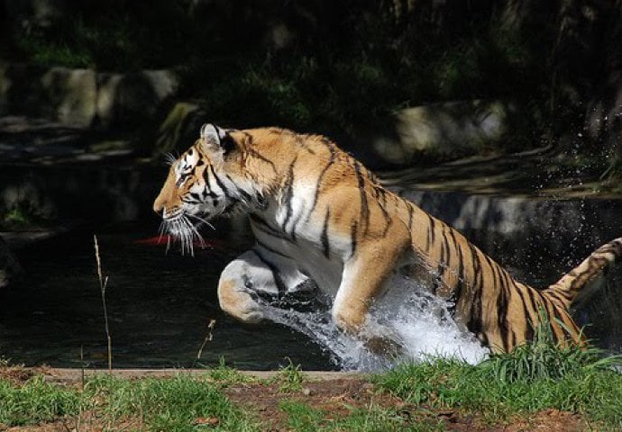 Tigar napada svoj plijen