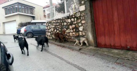 Čopor lutalica i dalje je ispred vrtića ''Biseri'', kod Trešnjice u Vogošći leži mrtav pas