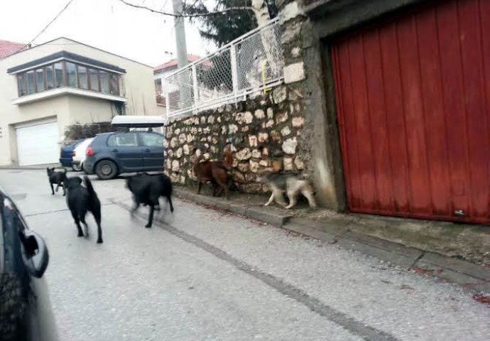 Čopor lutalica i dalje je ispred vrtića ''Biseri'', kod Trešnjice u Vogošći leži mrtav pas