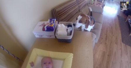 Pogledajte na koji način ovaj pas pomaže oko bebe!