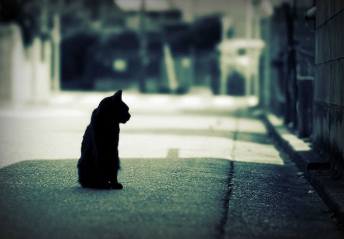Znate li kako je nastalo praznovjerje o crnim mačkama?