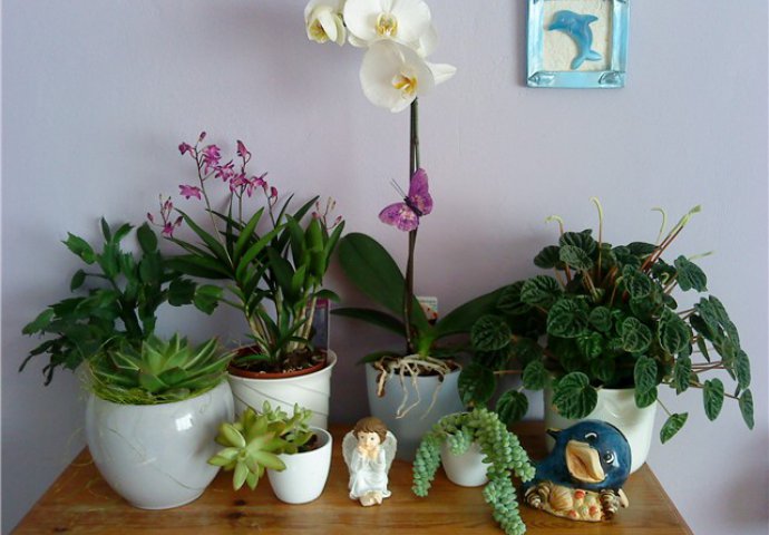 Sačuvajte sobne biljke i dok ste na odmoru