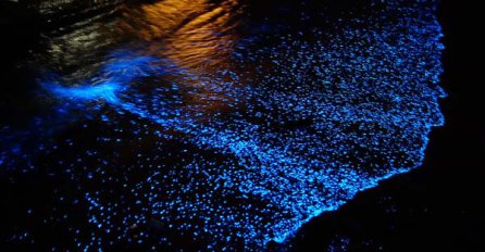 Maldivi: Plaža noću svijetli kao zvjezdano nebo