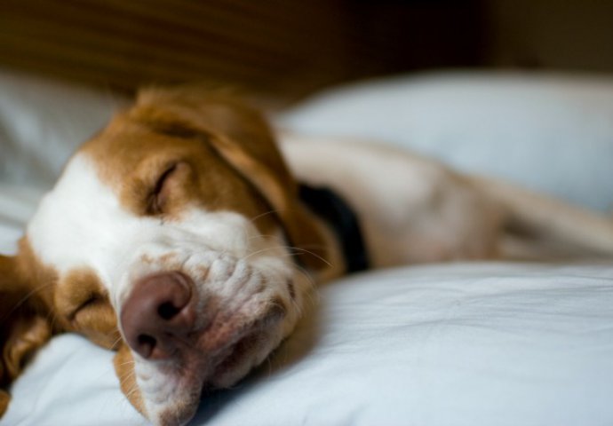 Saznajte zašto se psi trzaju dok spavaju!