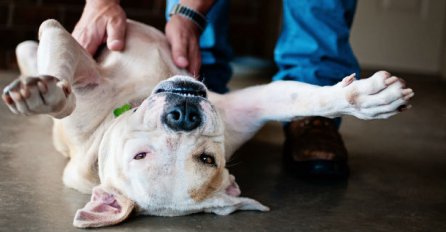 Saznajte zašto psi vole "češkanje" po trbuhu!