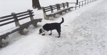 Pogledajte ovog psa i njegovu nespretnost na ledu!