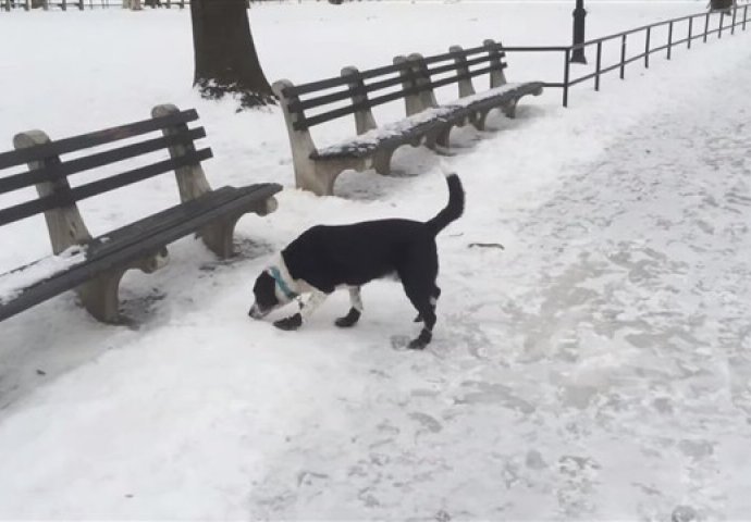 Pogledajte ovog psa i njegovu nespretnost na ledu!