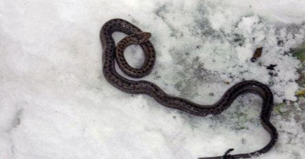 Nesvakidašnja pojava - u snijegu pronašao zmiju