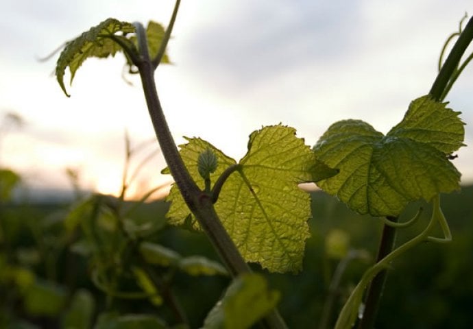 Ljekovitost vinove loze