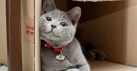 Zašto mačke toliko vole kutije?