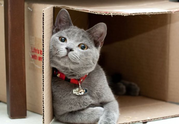 Zašto mačke toliko vole kutije?