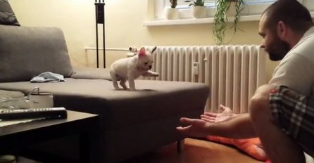 Pogledajte skok tromjesečnog buldoga u naručje svog vlasnika!