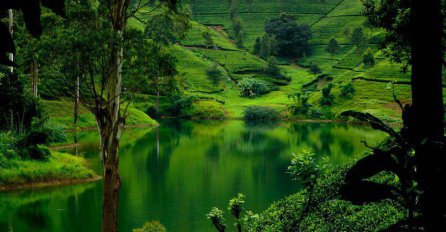 Odmor za oči i dušu: Prelijepe fotografije zelene prirode