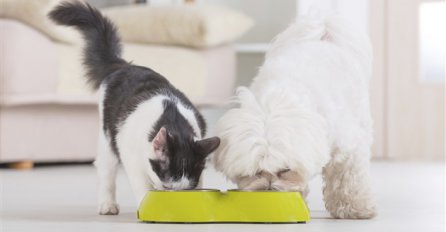  Zašto psi vole mačju hranu?
