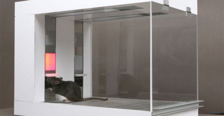 Zapanjujuće otkriće: Pacovi uspješniji od menadžera s Wall Streeta