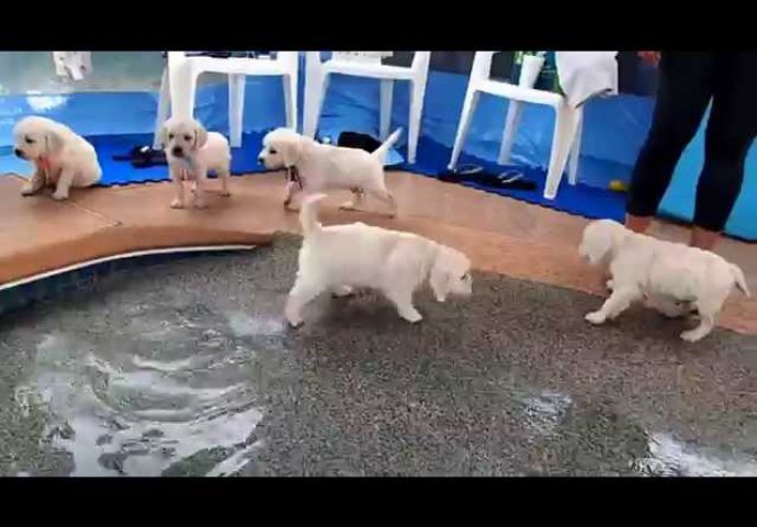 Pogledajte ovu štenad i njihov prvi susret sa vodom!
