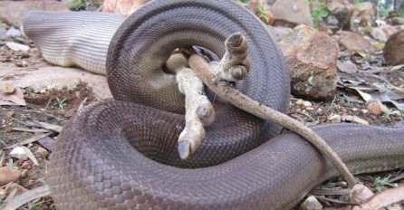 Pogledajte zmije u akciji!