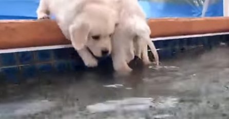 Kada se štenci prvi put susretnu sa vodom, evo njihove reakcije