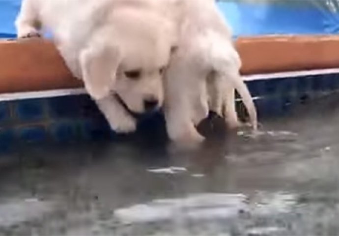 Kada se štenci prvi put susretnu sa vodom, evo njihove reakcije