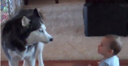 Haski pjeva sa bebom! 