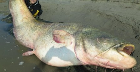 Upecao monstruma teškog 120 kilograma 