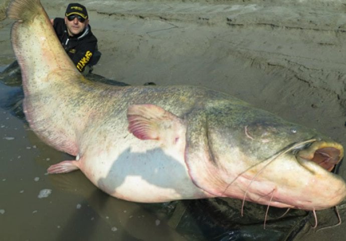 Upecao monstruma teškog 120 kilograma 