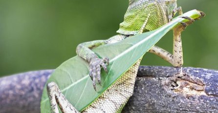 Gušter koji izgleda kao da svira gitaru