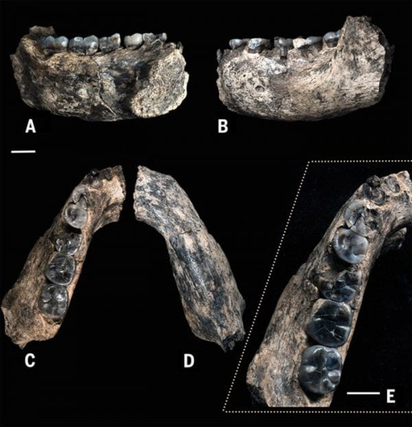 fossil-jawbone