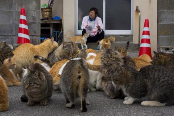 cat7