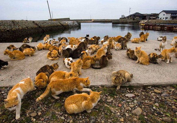 cat08