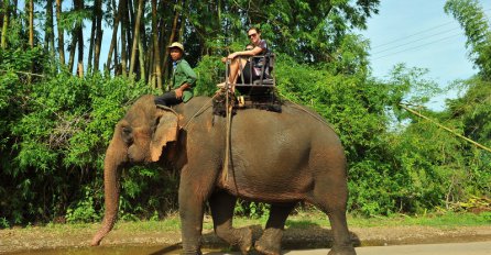 Slon kojeg su jahali turisti umro od iscrpljenosti