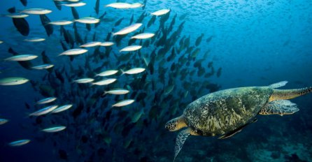 Naučnici u okeanima otkrili 1.500 novih vrsta