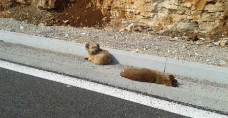 Ovaj pas danima leži pored mrtvog druga