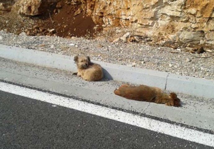 Ovaj pas danima leži pored mrtvog druga