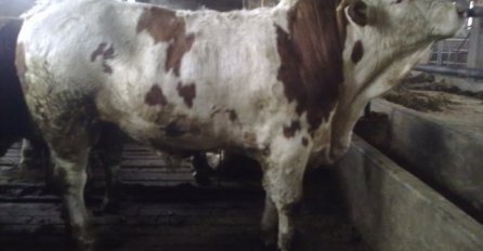 BiH: Seljacima nejasno kako su lopovi iz štale uspjeli ukrasti dva bika