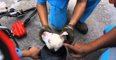 Video od kojeg zastaje dah: Pogledajte kako su radnici spasili psića zaglavljenog u cijevi