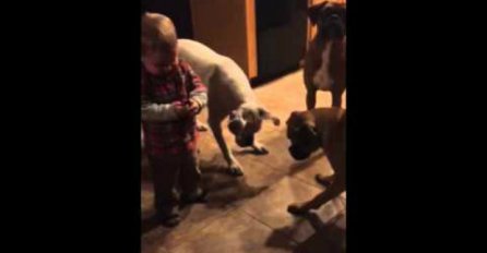 Pogledajte sjajnu zabavu ovog dječaka i njegovih ljubimaca!