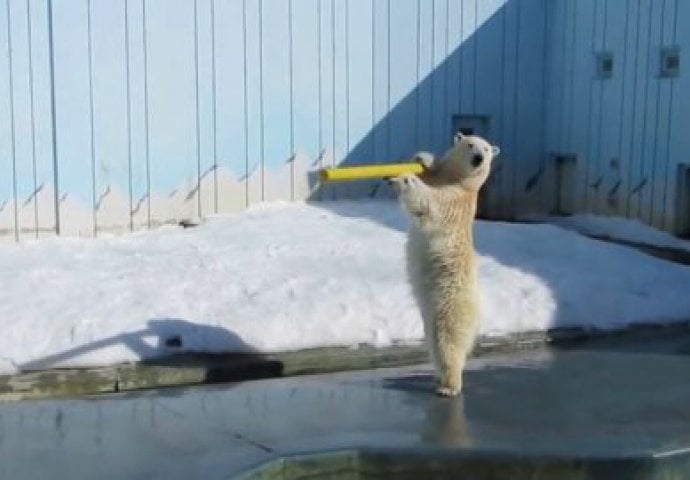 Vjerovatno najsretniji polarni medo koga ćete ikada vidjeti