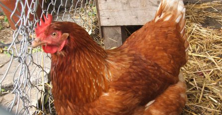 Pogledajte: Ovako koka snosi jaje!