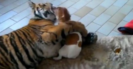 Pogledajte susret Tigra i Jack Russell Terriera