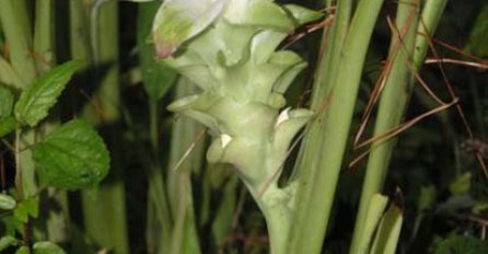 Kurkuma ima učinke u liječenju raka