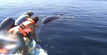 Spasili su grbavog kita, a onda im se on odužio fenomenalnom predstavom