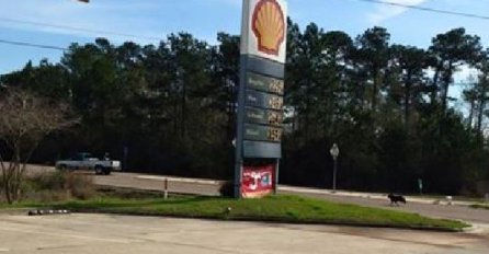 Fotografija napuštenog psa je za kratko vrijeme obišla svijet