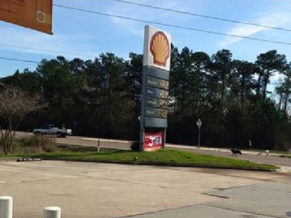 635621378184448769-dog-chasing-after-truck